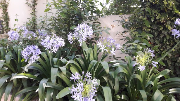 Heathway flowers 1