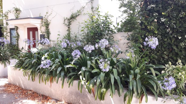 Heathway flowers 2