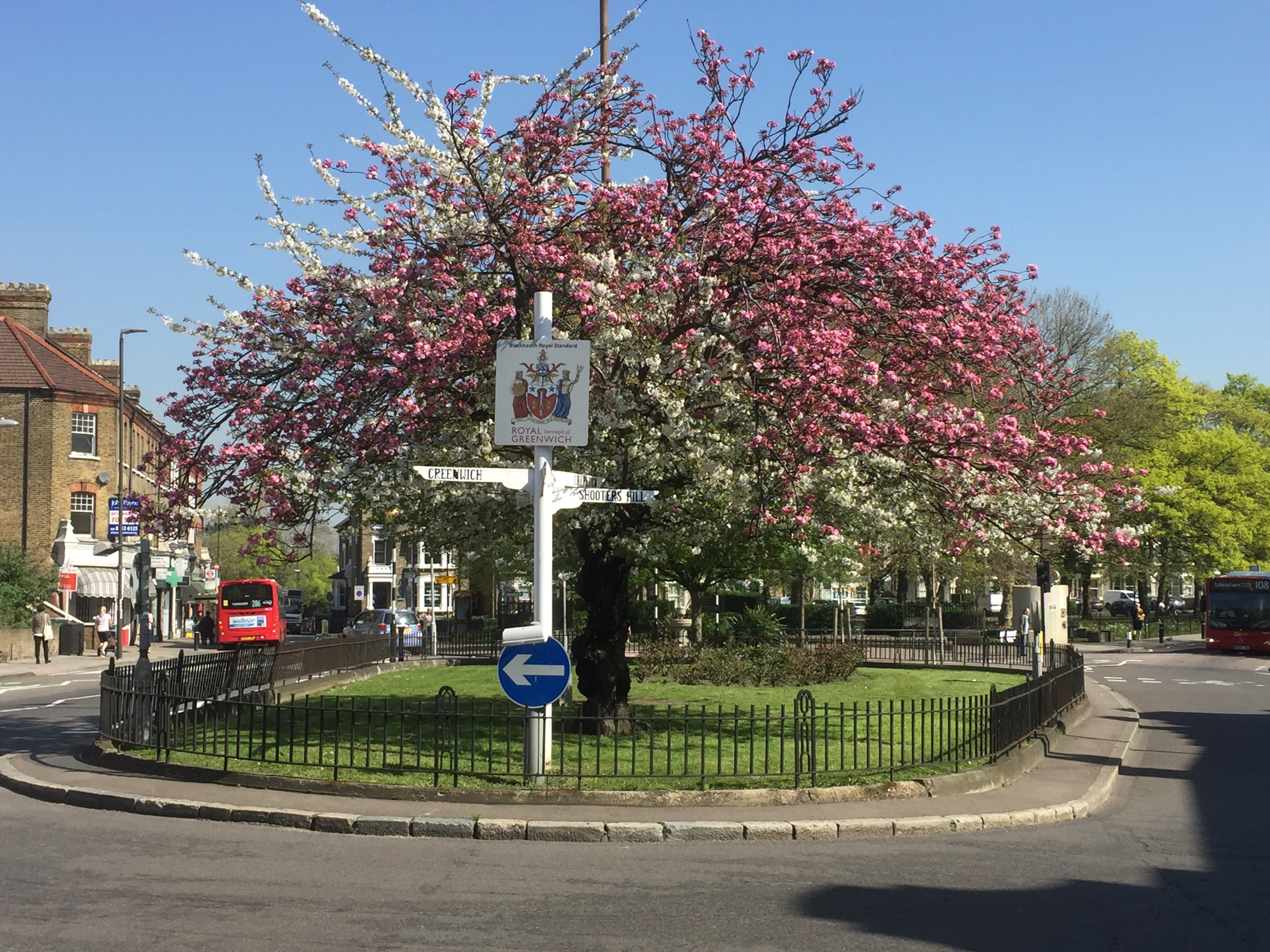 Cherry Blossom